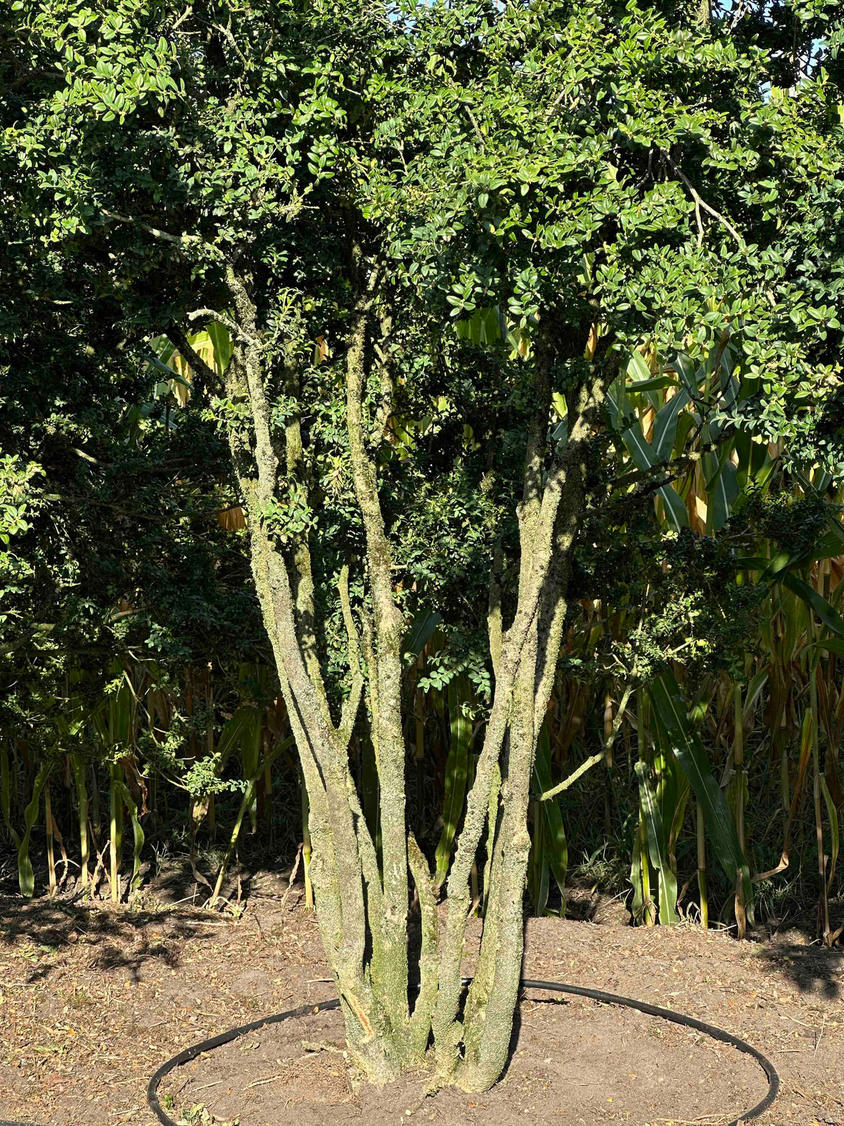 BUSE TREE #076