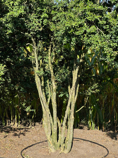 BUSE TREE #076