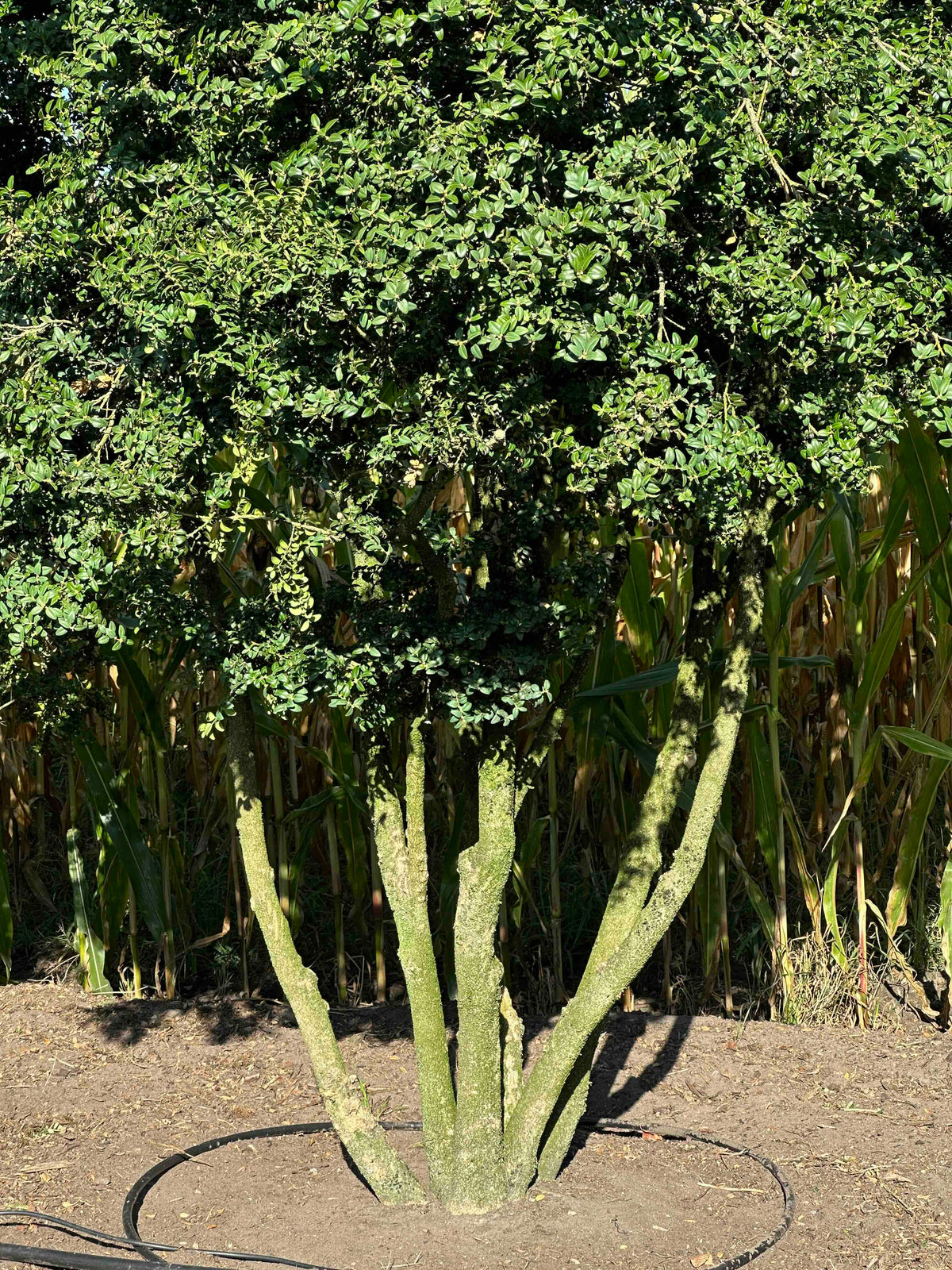 BUSE TREE #077