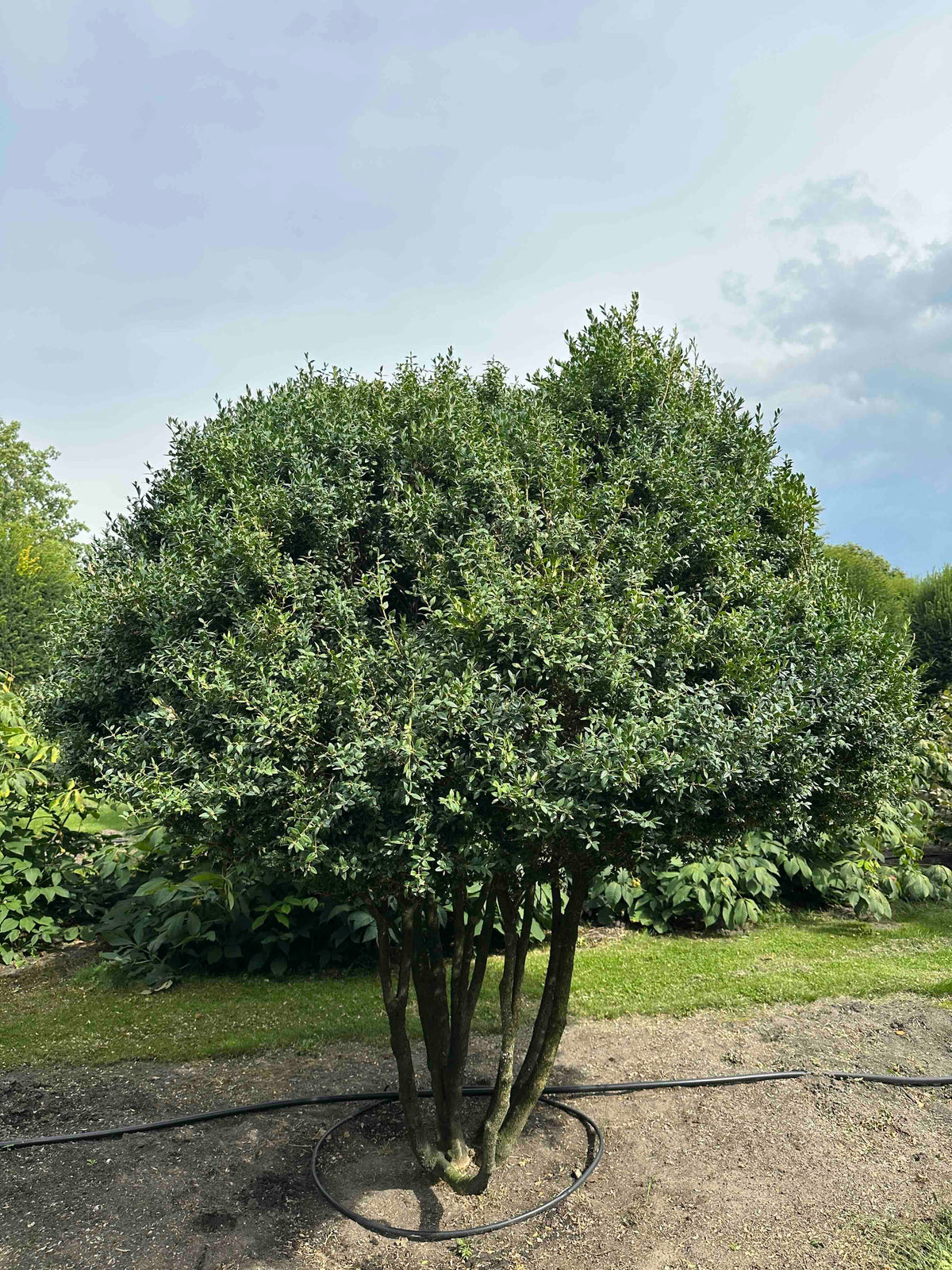 BUSE TREE #085