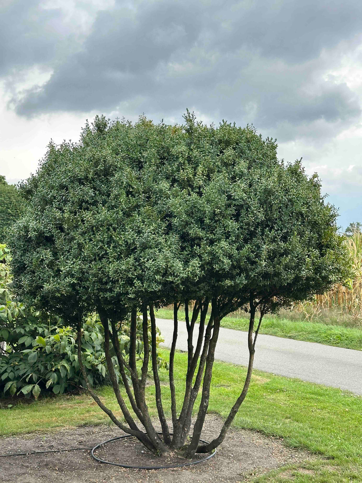 BUSE TREE #096