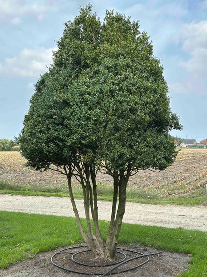 BUSE TREE #097