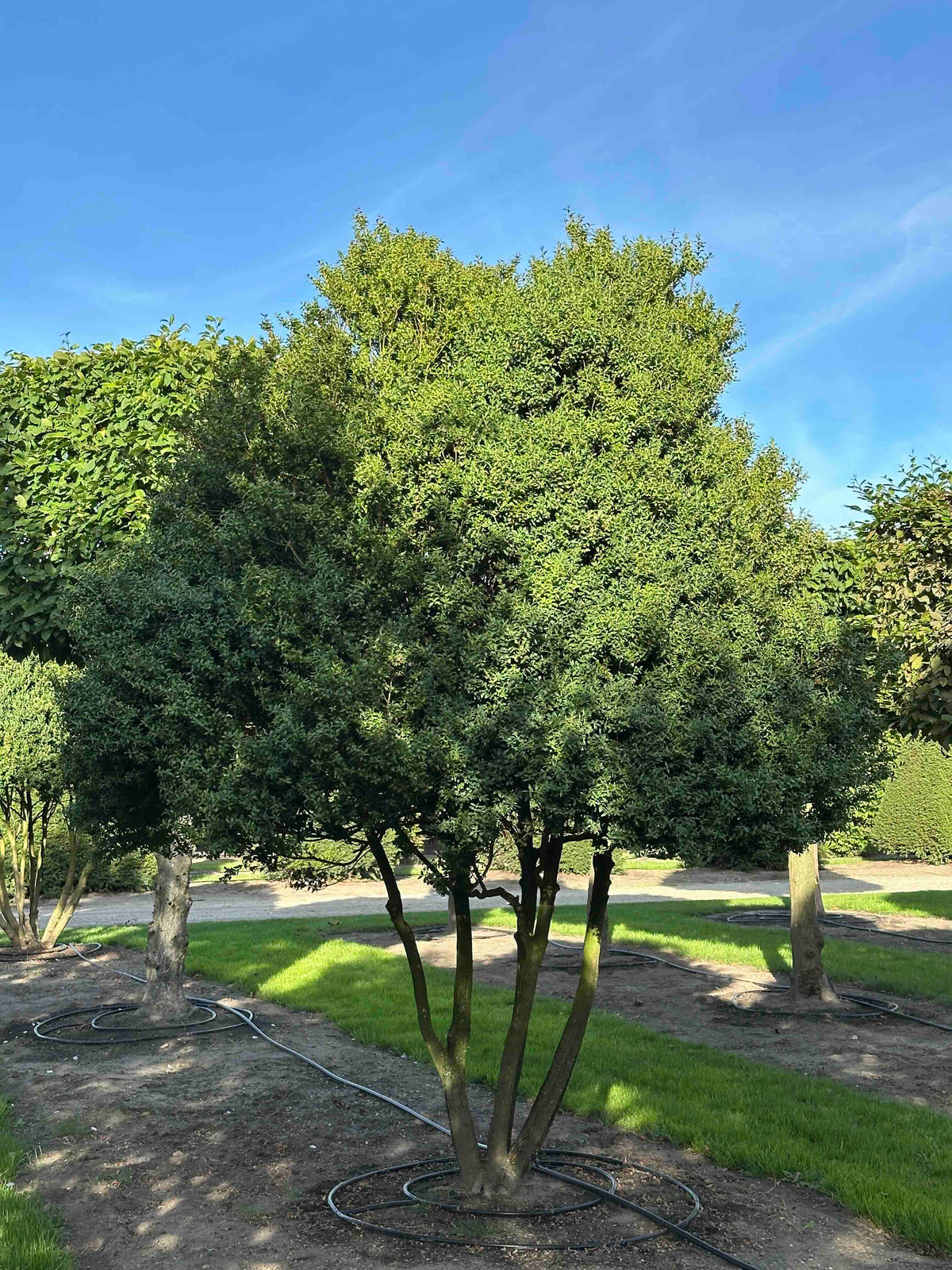 BUSE TREE #098