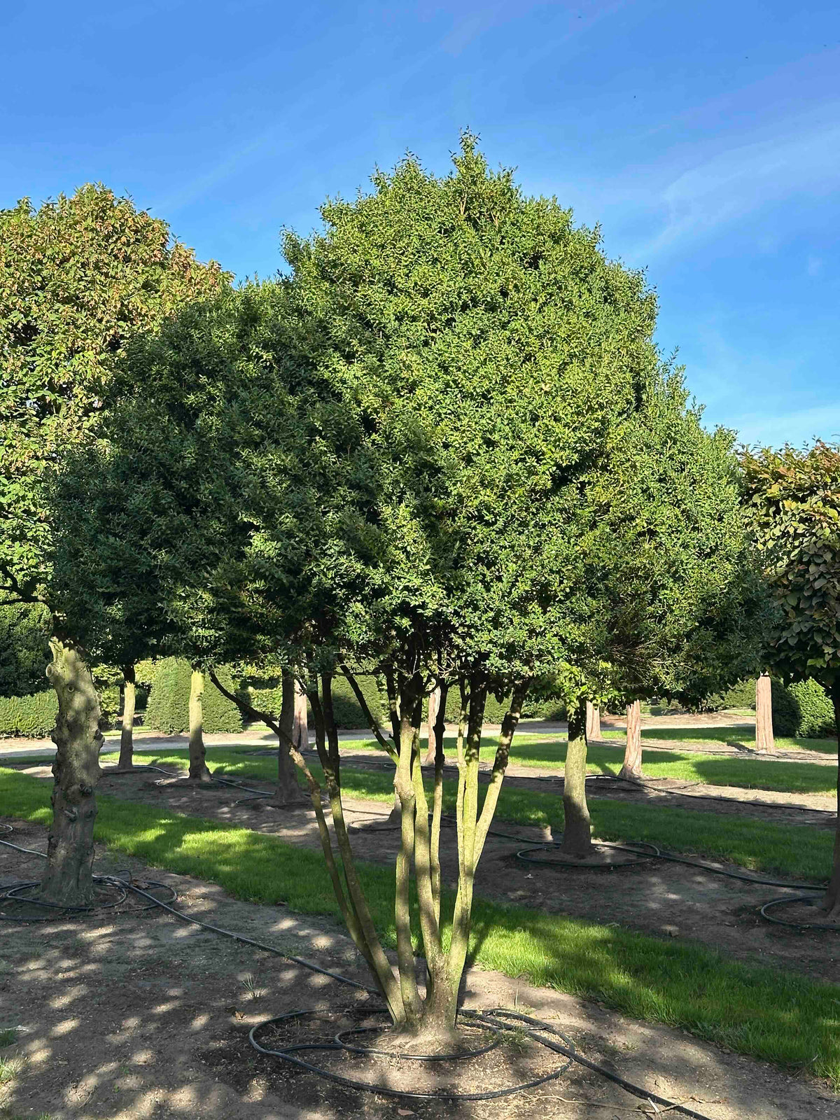 BUSE TREE #099