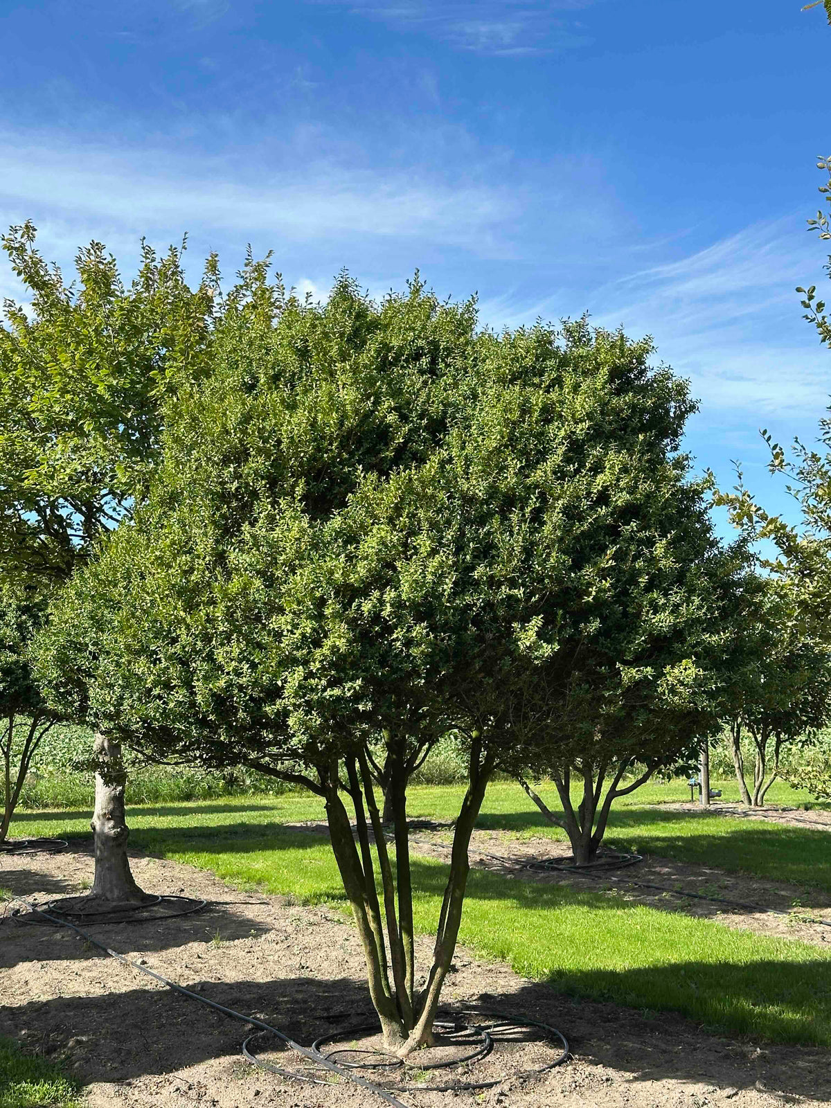 BUSE TREE #102