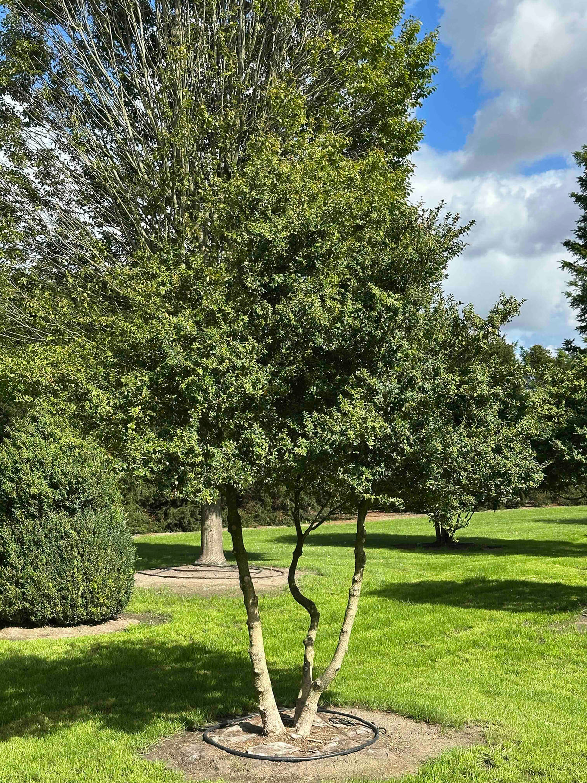 BUSE TREE #110