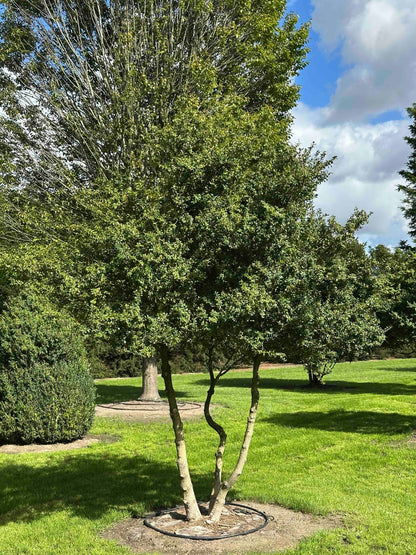 BUSE TREE #110