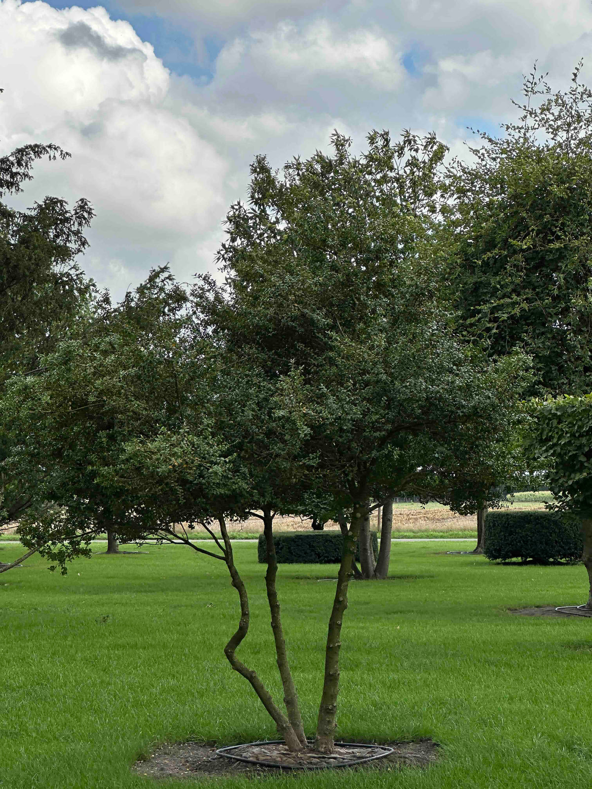 BUSE TREE #110