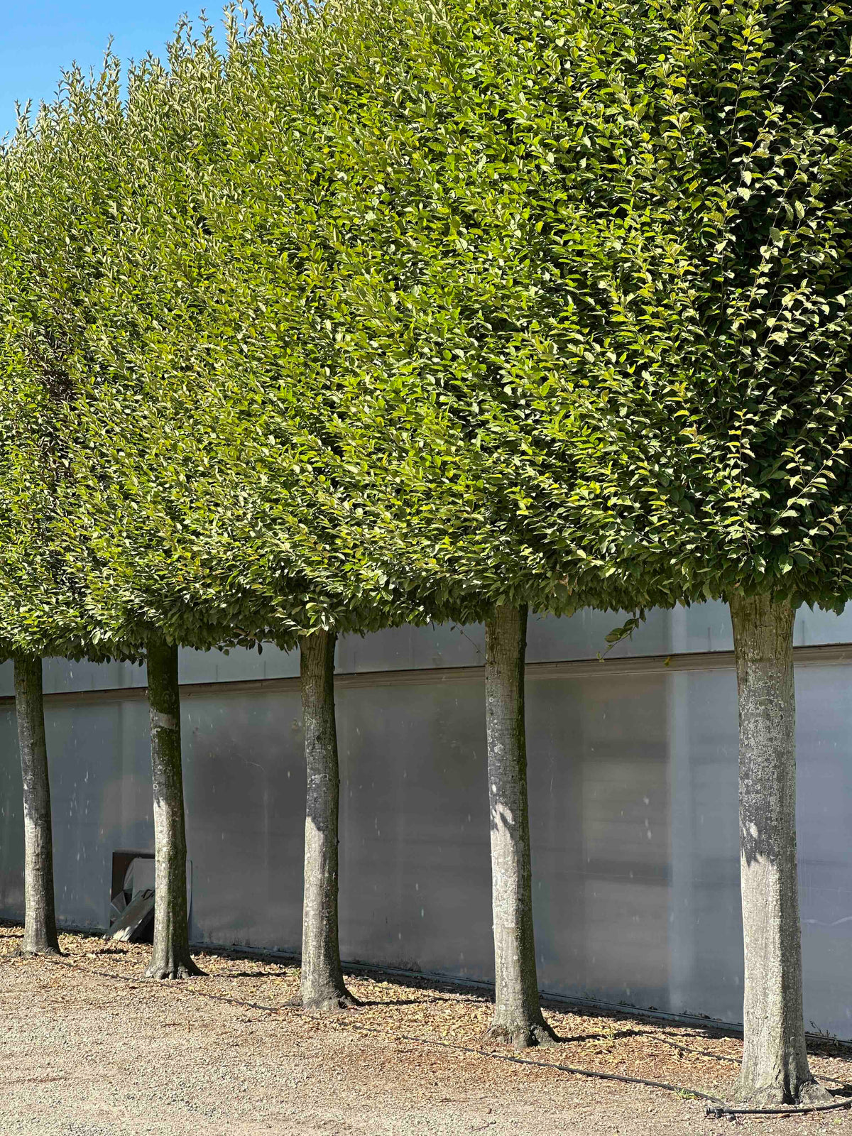 CBF TOPIARY #001
