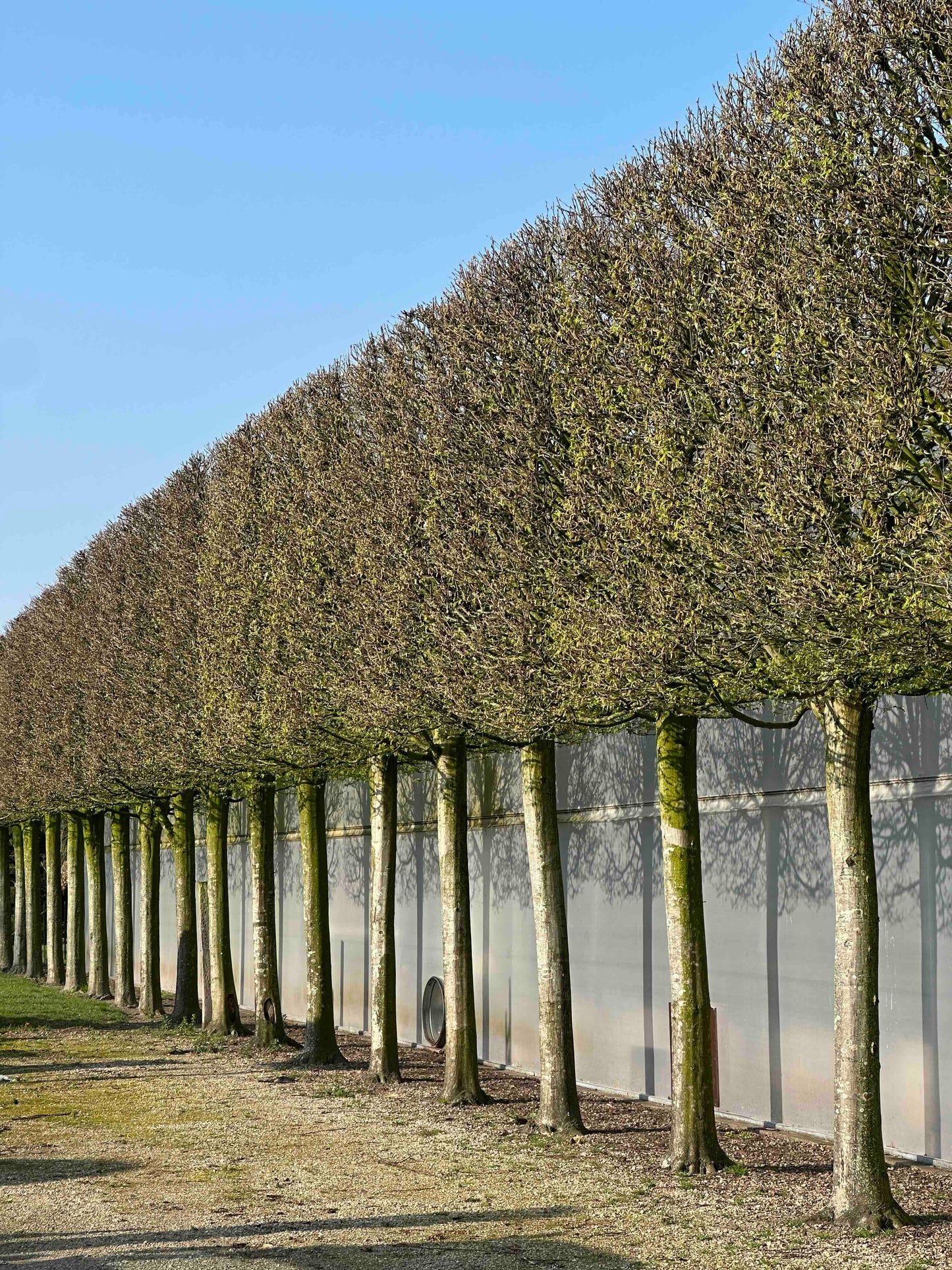 CBF TOPIARY #001