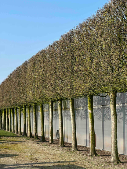 CBF TOPIARY #001