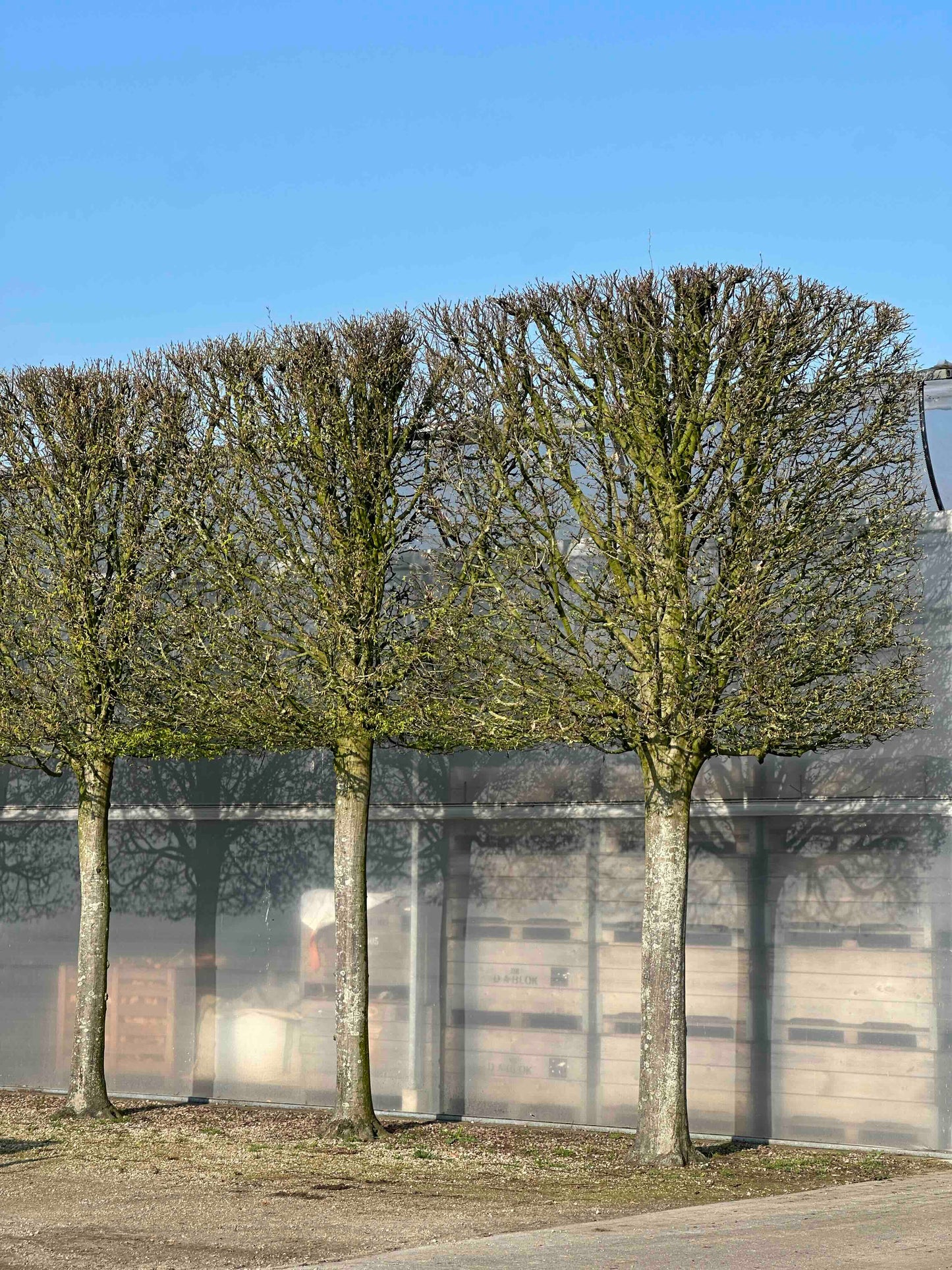CBF TOPIARY #001