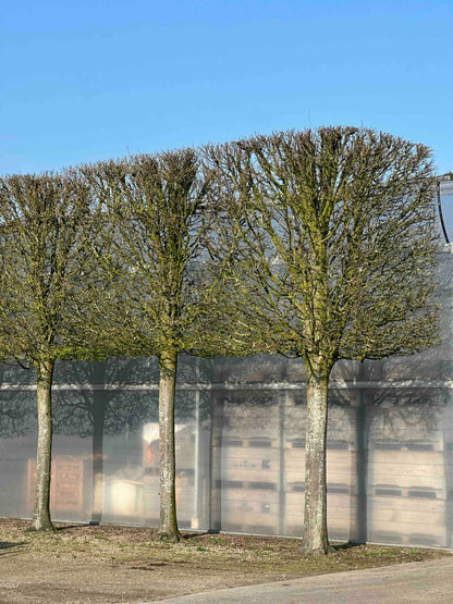 CBF TOPIARY #001