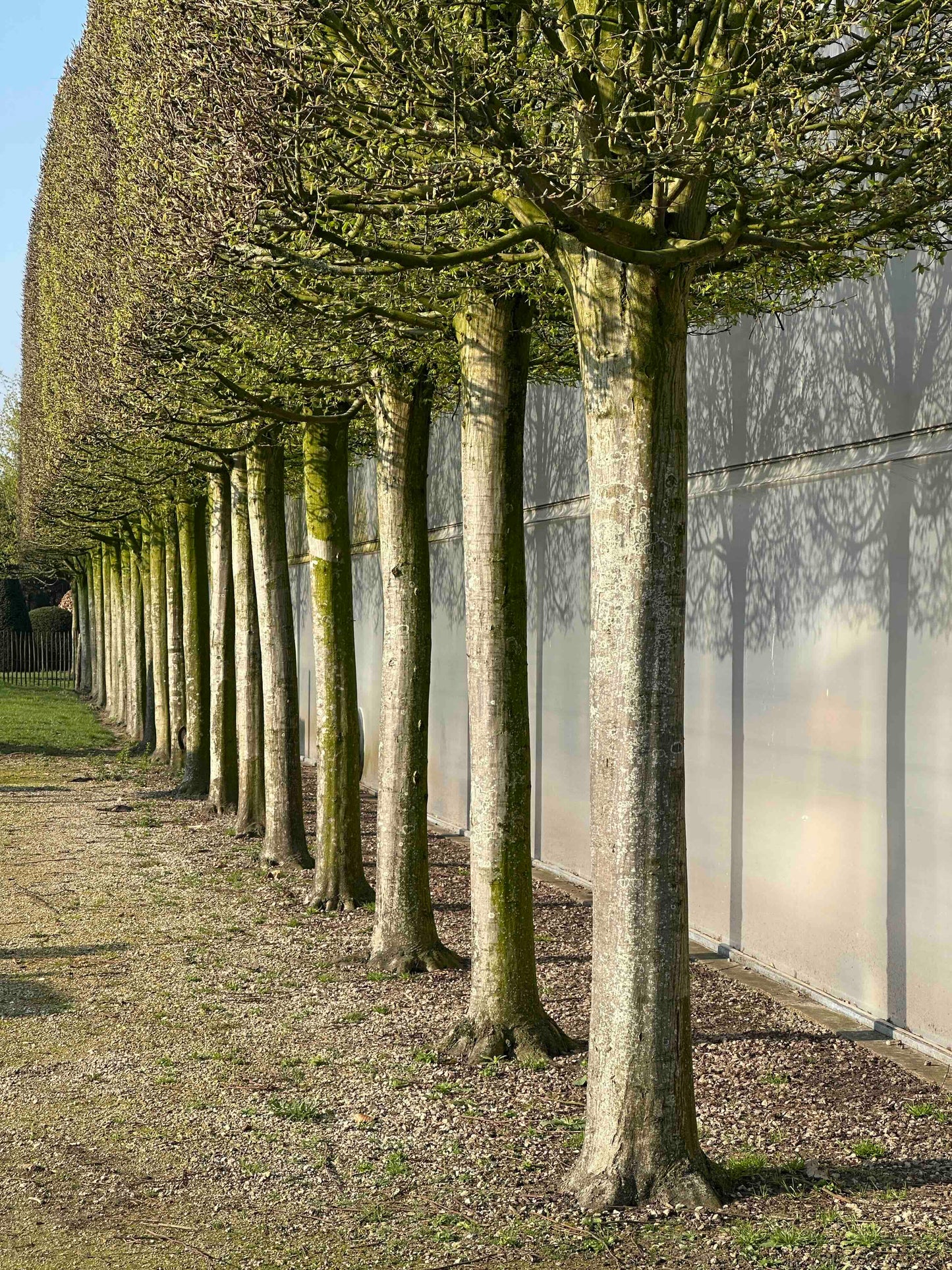 CBF TOPIARY #001