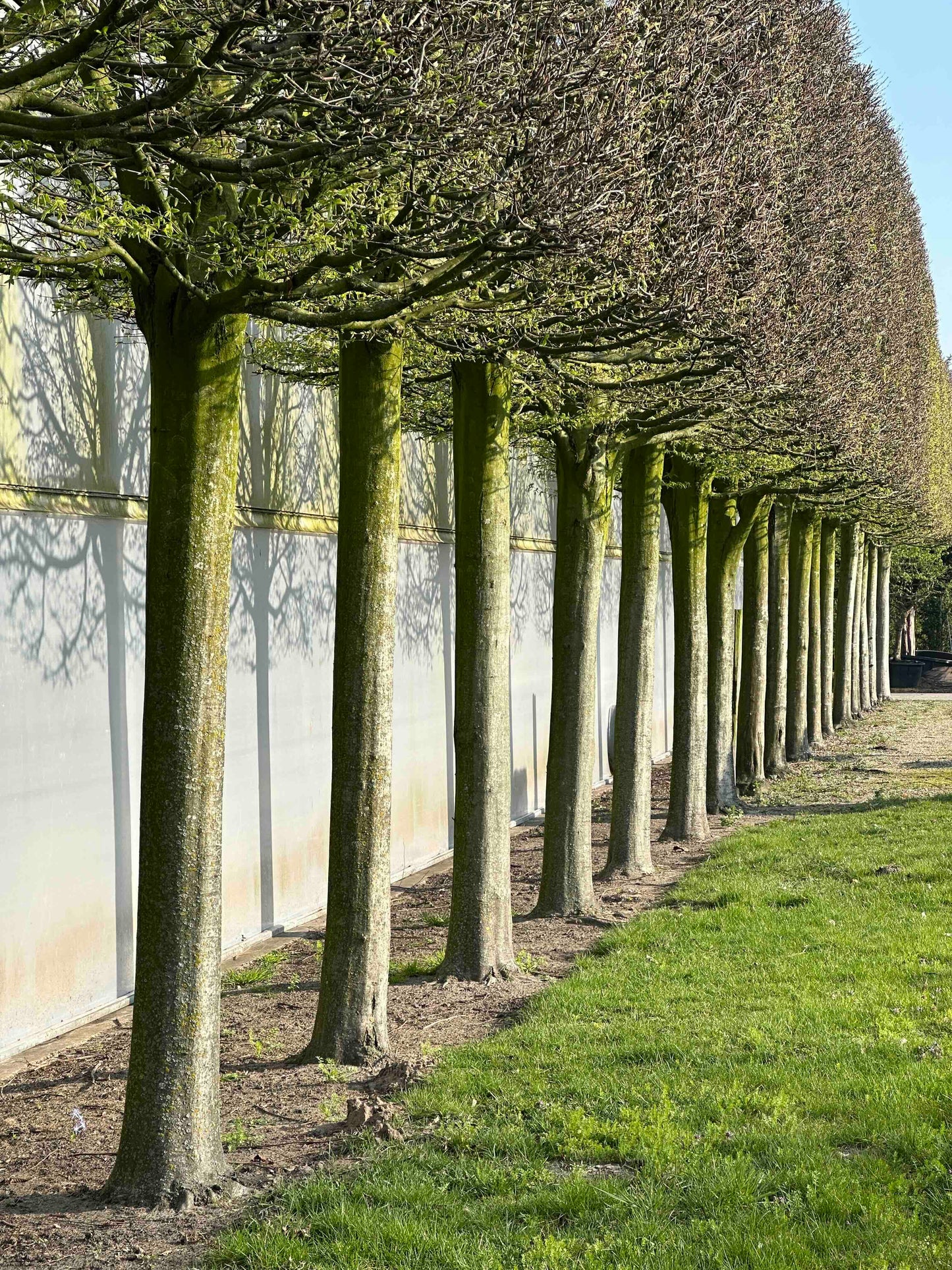 CBF TOPIARY #001