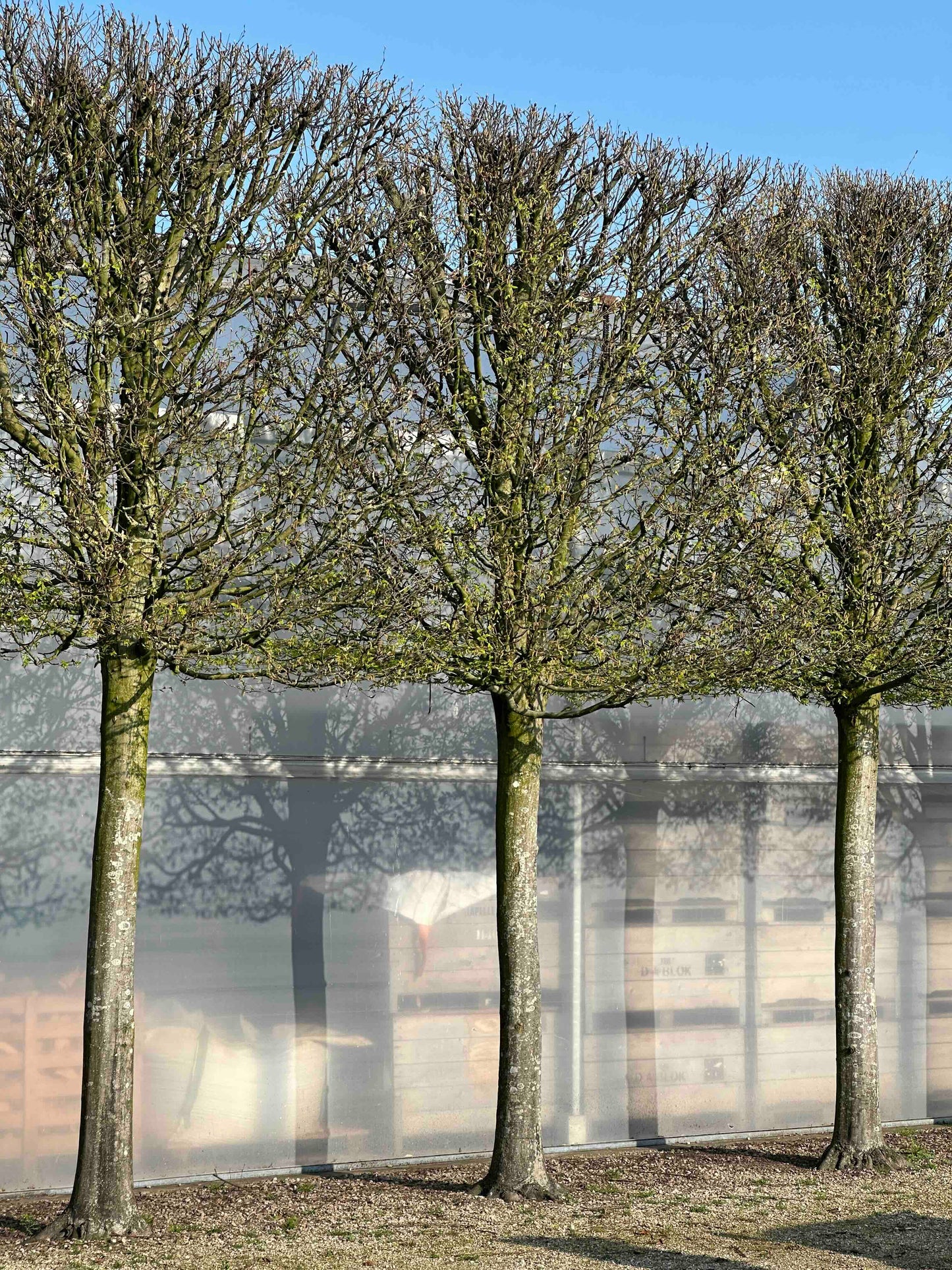 CBF TOPIARY #001
