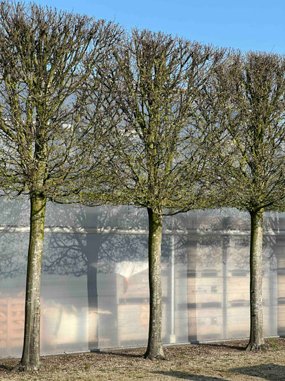 CBF TOPIARY #001