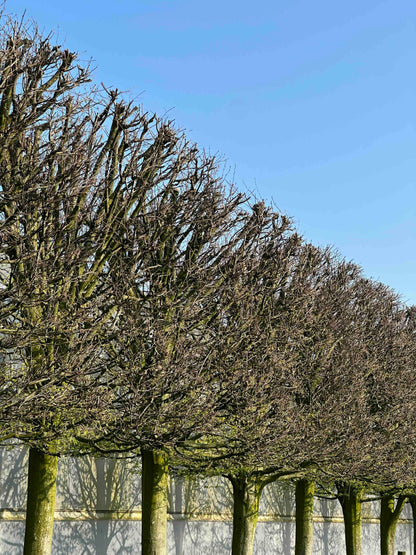 CBF TOPIARY #001