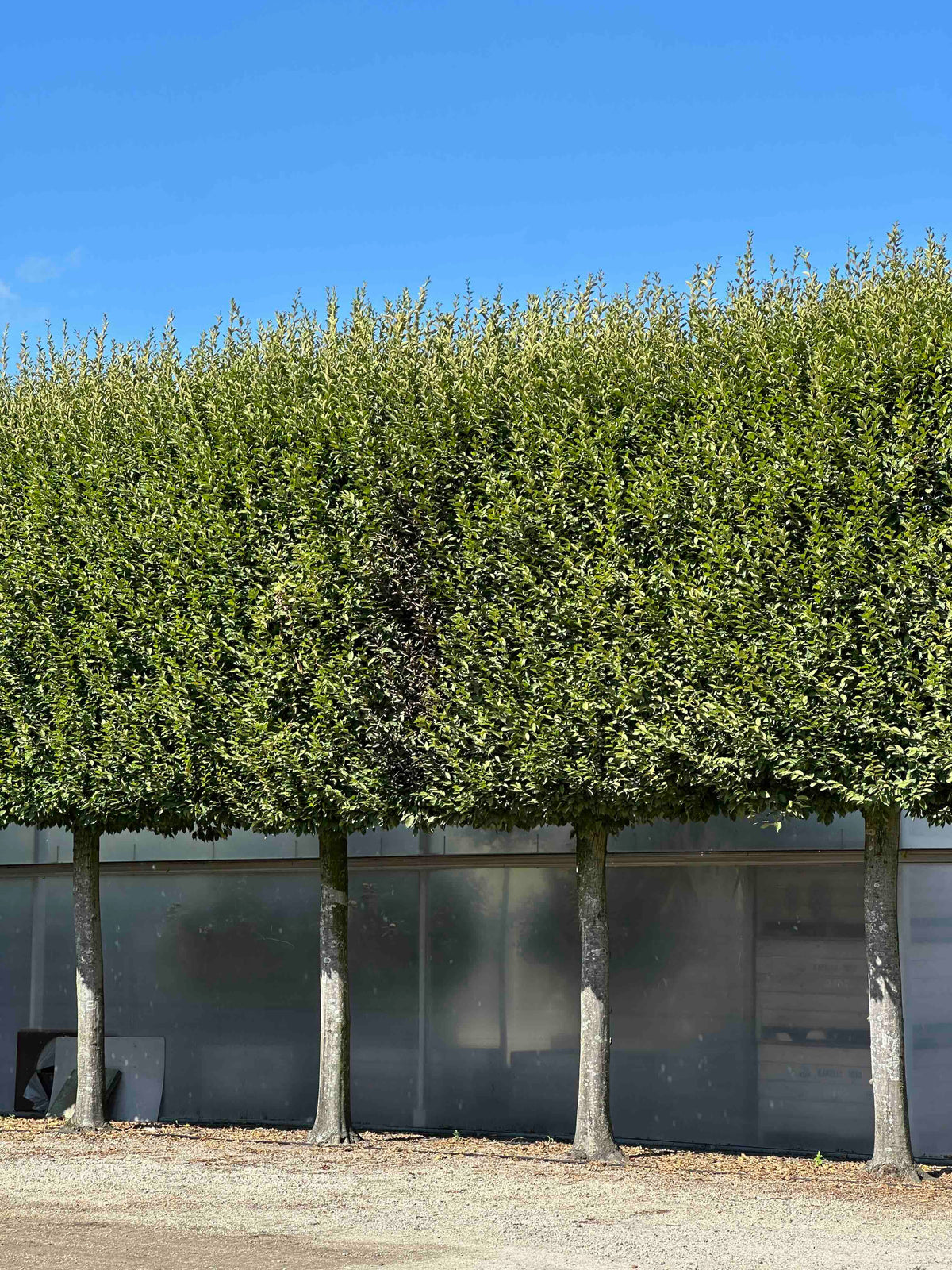 CBF TOPIARY #001