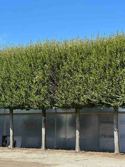 CBF TOPIARY #001