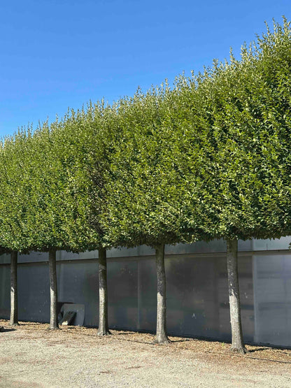 CBF TOPIARY #001