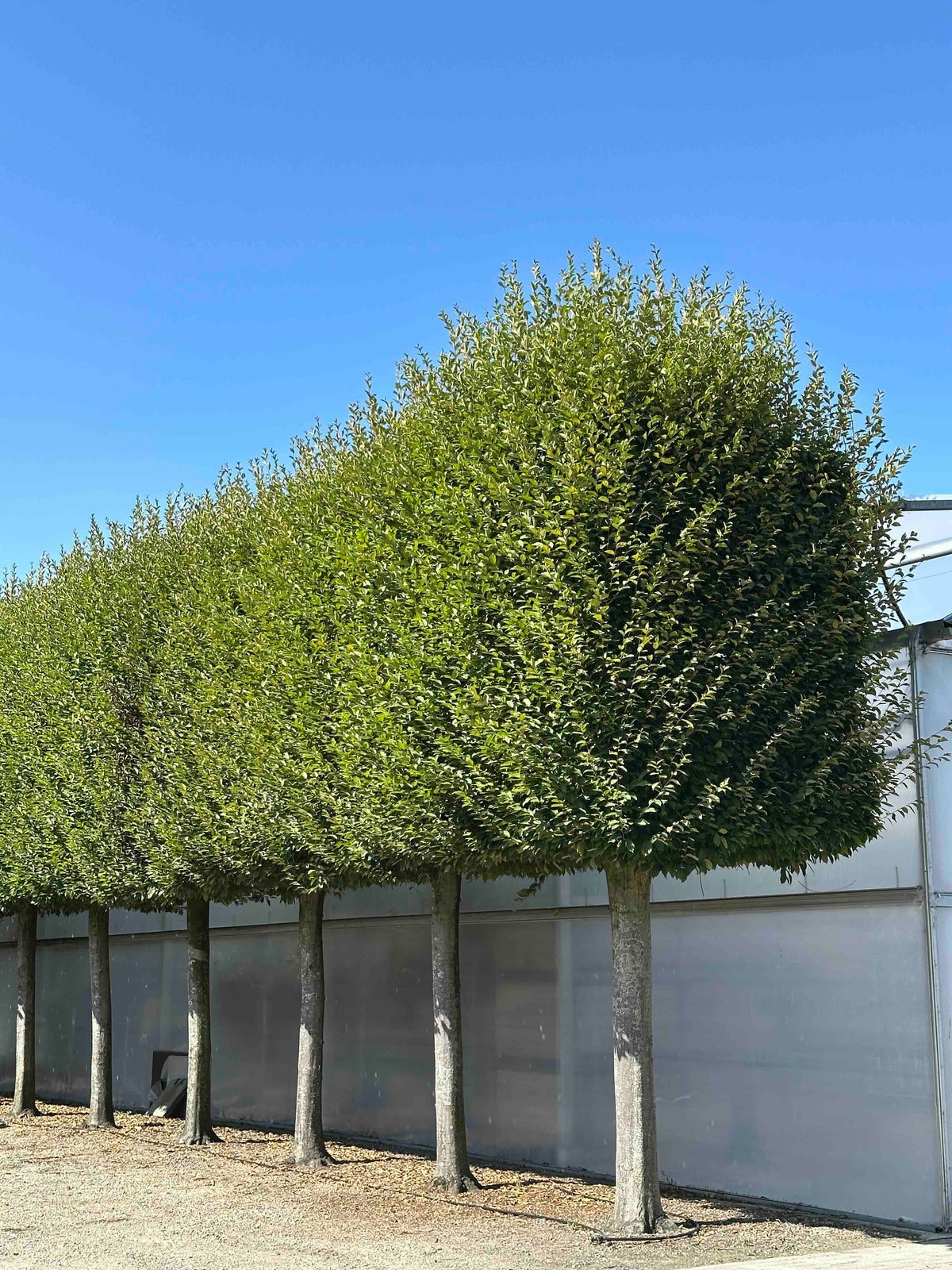 CBF TOPIARY #001