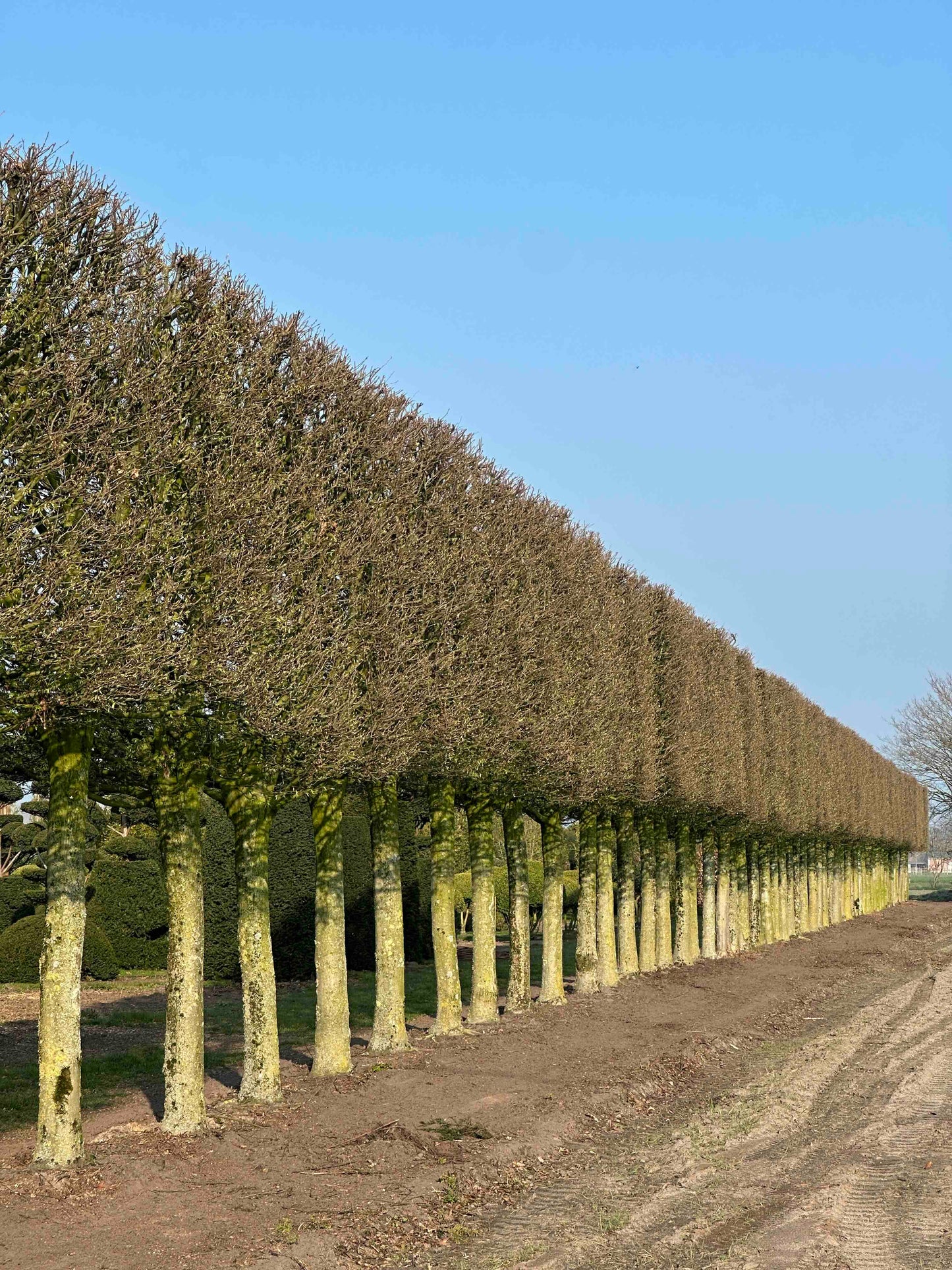 CBF TOPIARY #002