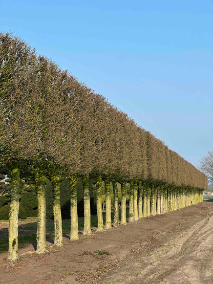 CBF TOPIARY #002