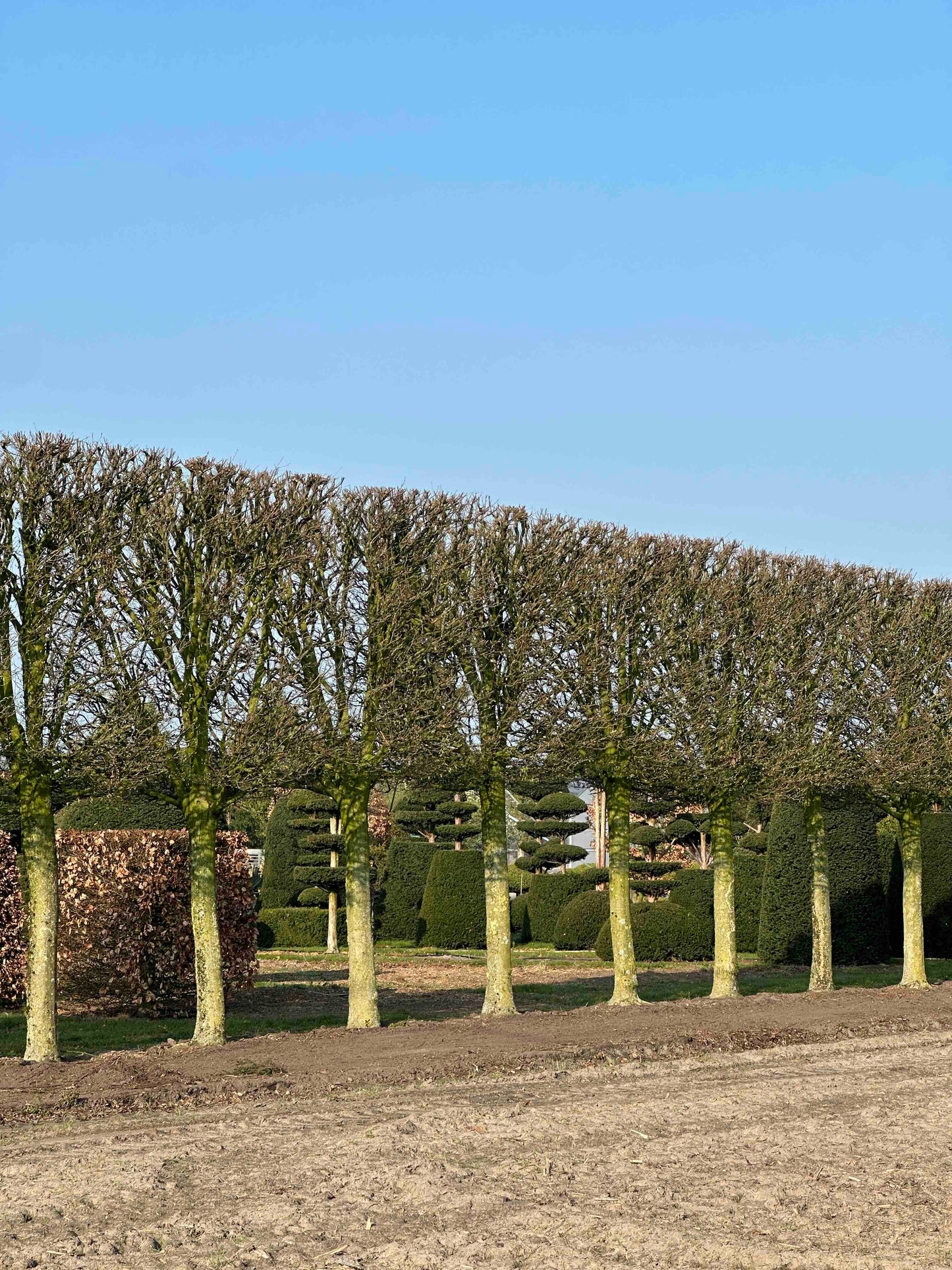 CBF TOPIARY #002
