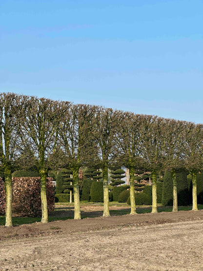 CBF TOPIARY #002