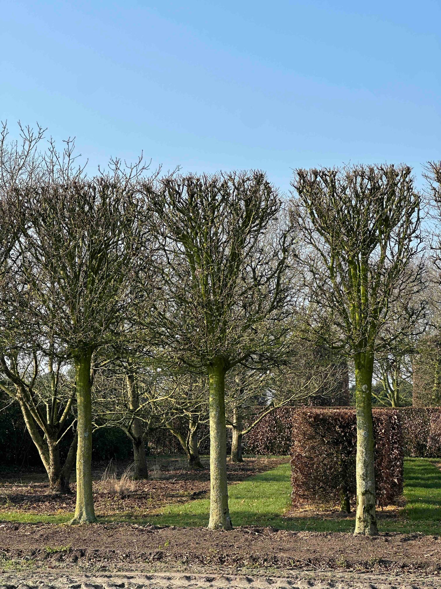 CBF TOPIARY #002