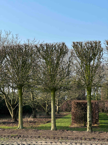 CBF TOPIARY #002