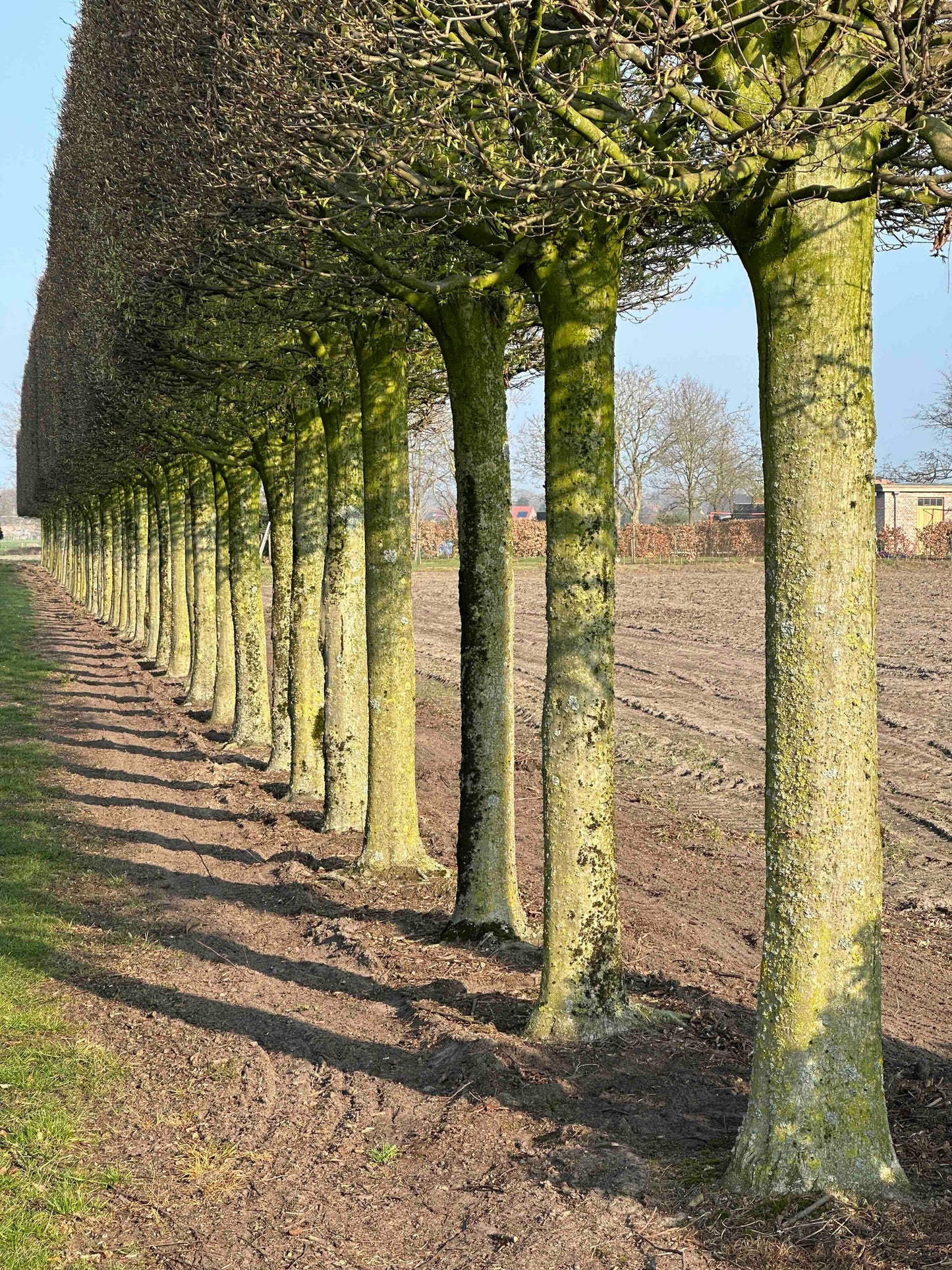 CBF TOPIARY #002