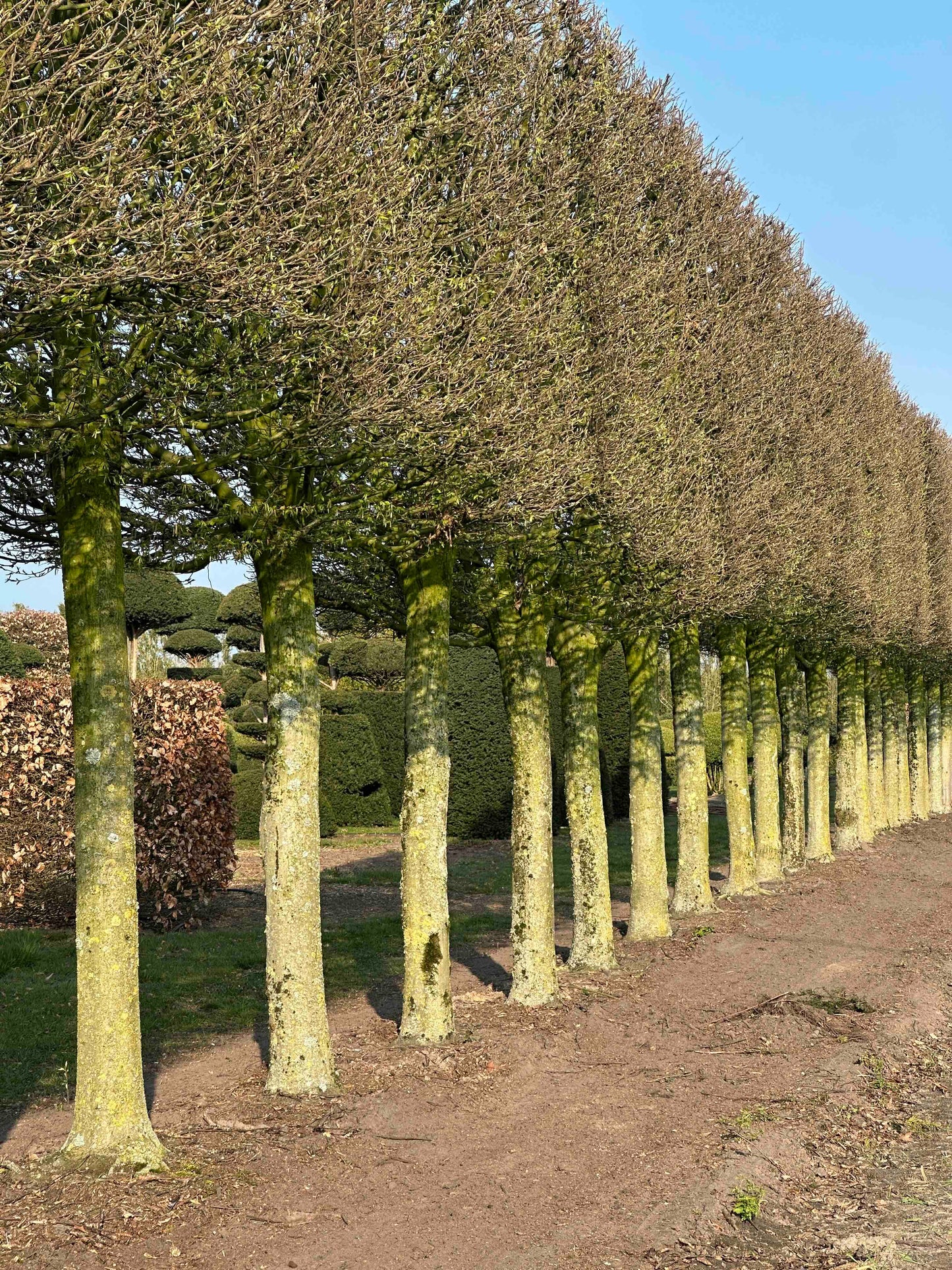 CBF TOPIARY #002
