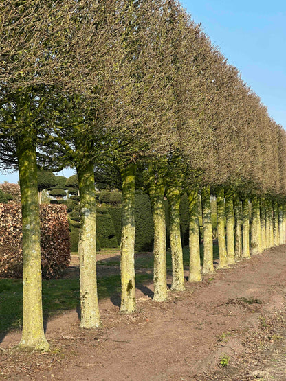 CBF TOPIARY #002