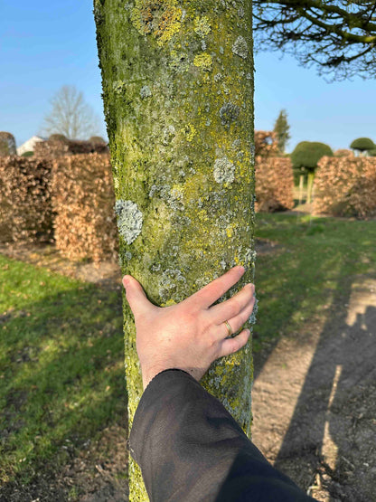 CBF TOPIARY #002