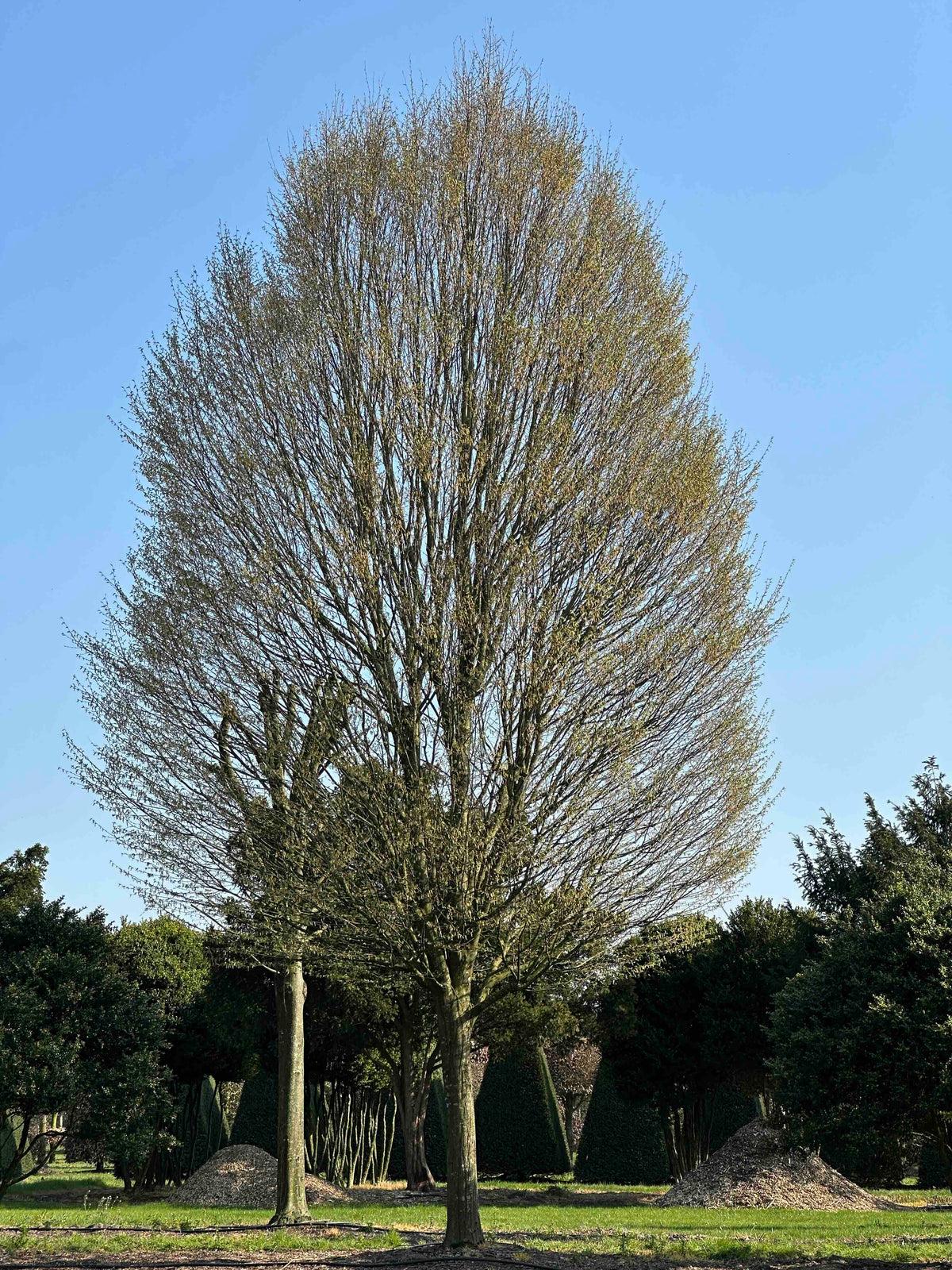 CBF TREE #001