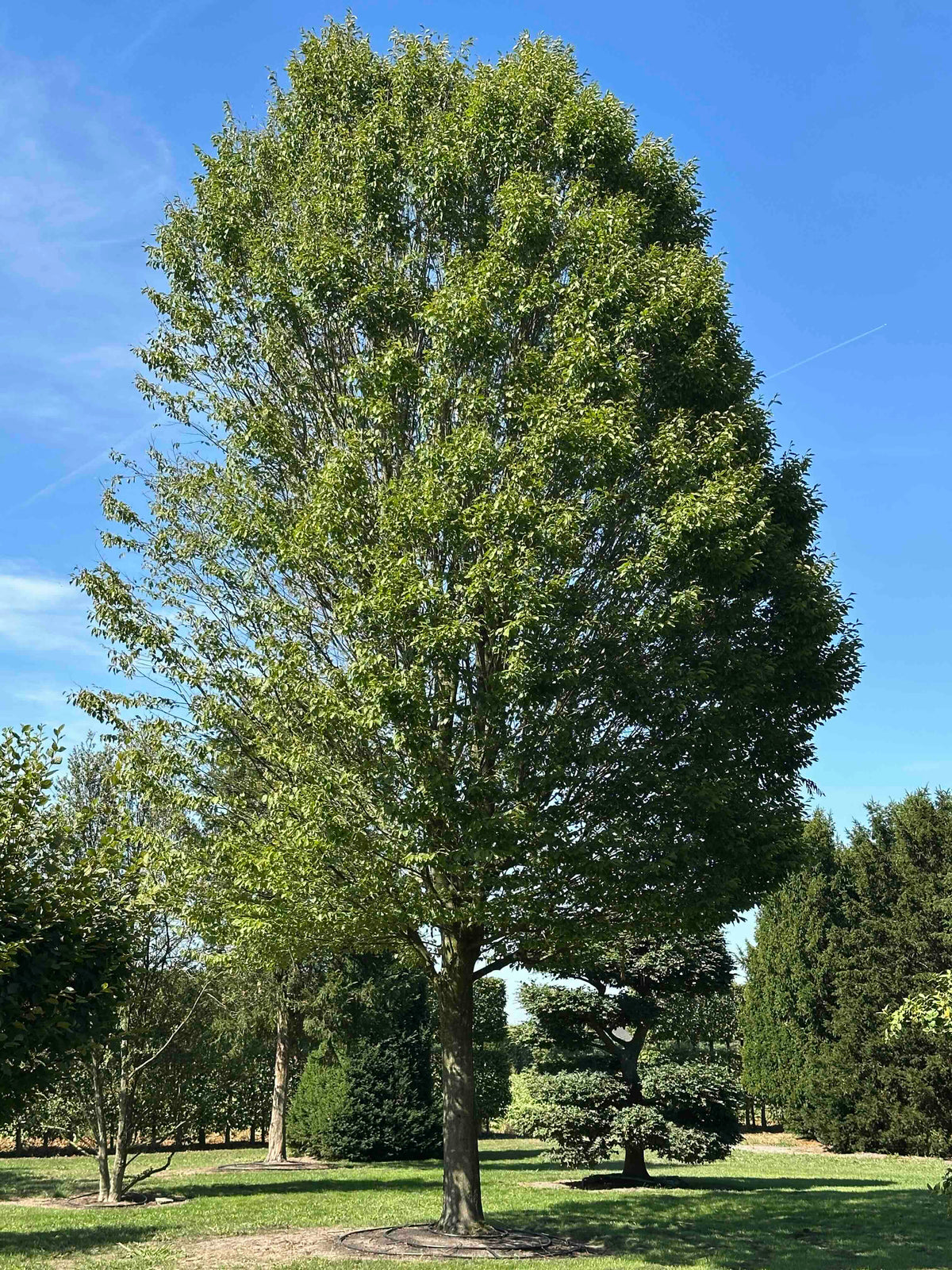 CBF TREE #002