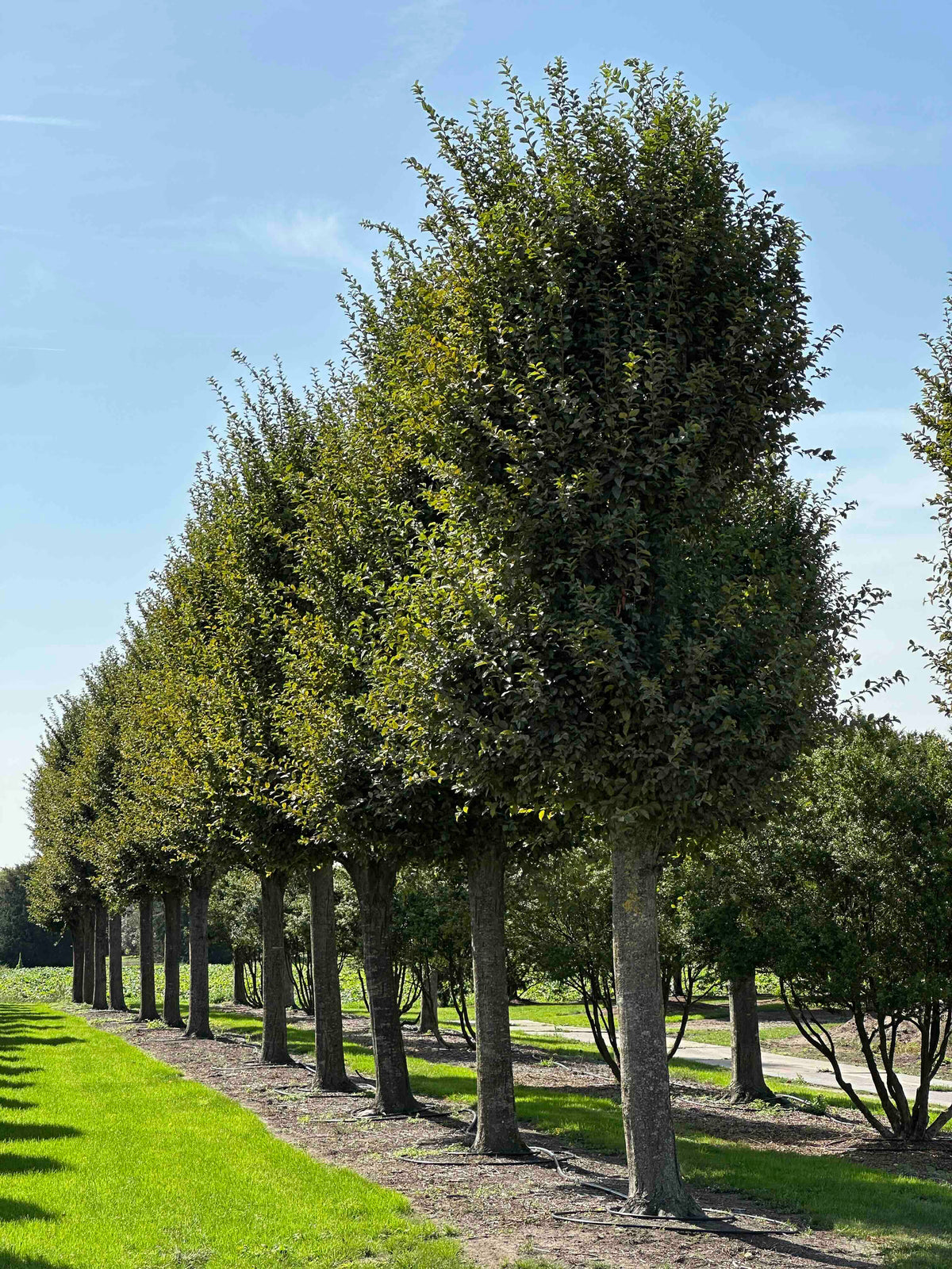 CBF TREE #012