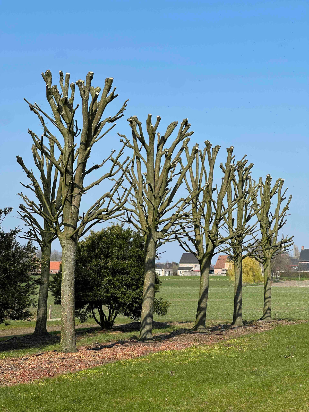 CBF TREE #012