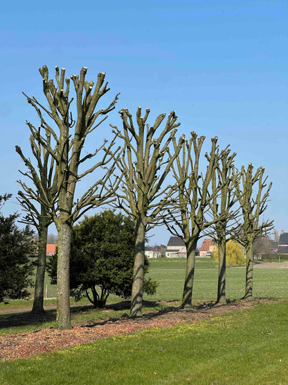 CBF TREE #012