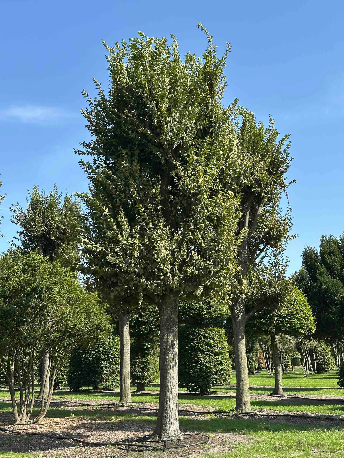 CBF TREE #012