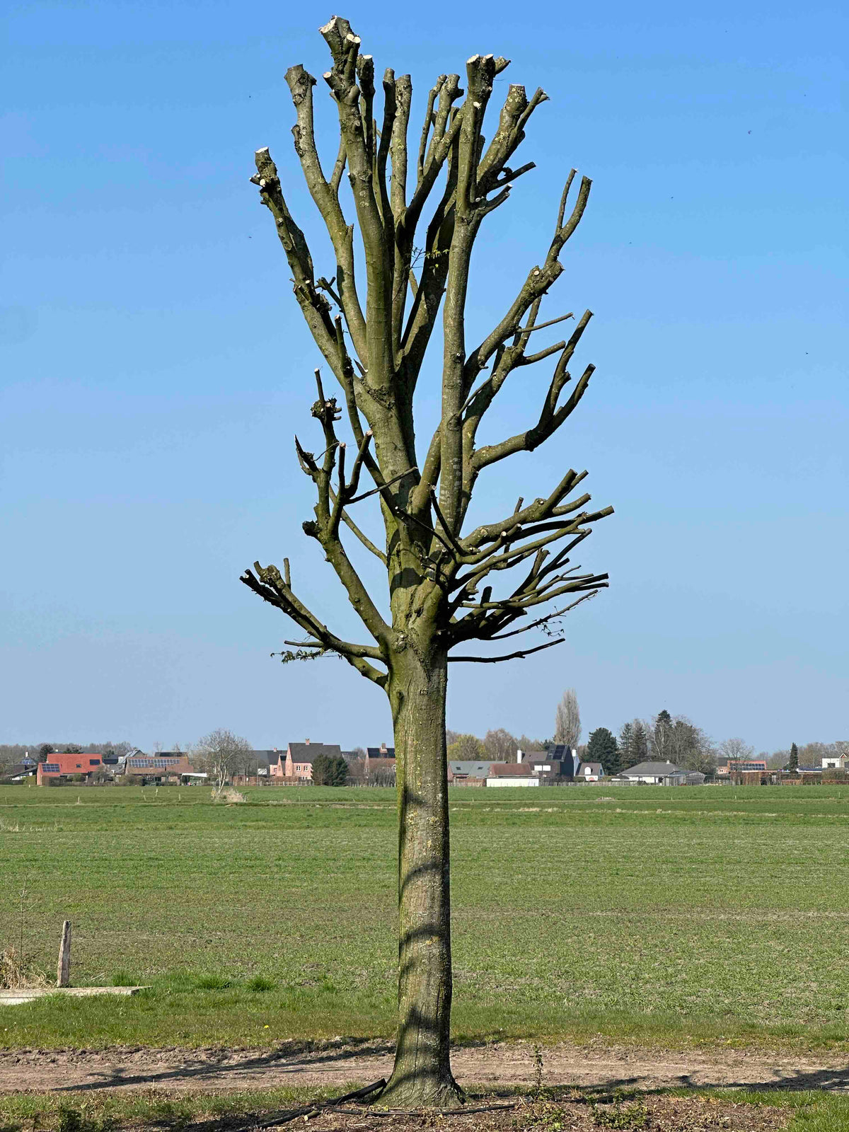 CBF TREE #012