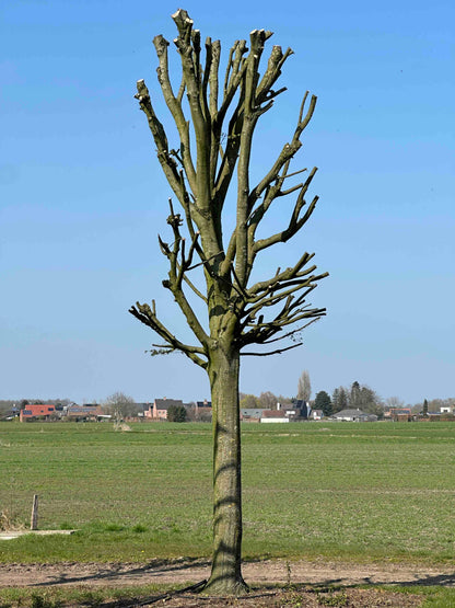 CBF TREE #012