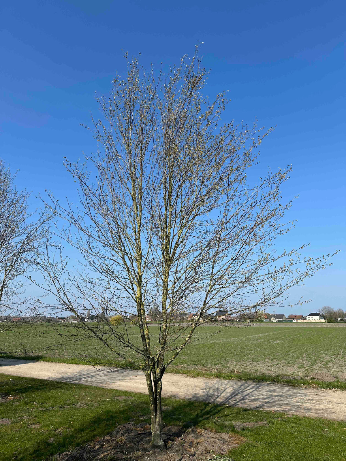 CBQ TREE #029