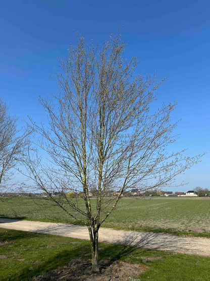 CBQ TREE #029