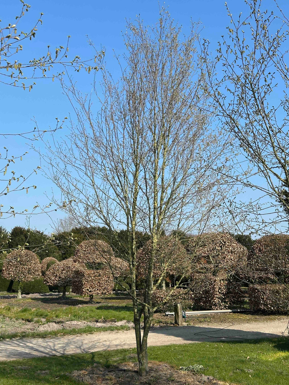 CBQ TREE #029