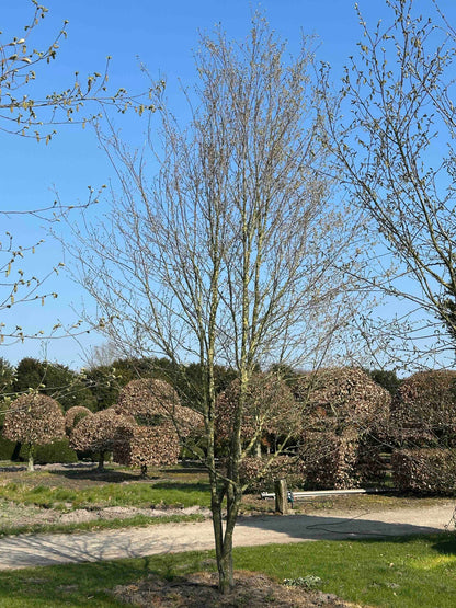 CBQ TREE #029