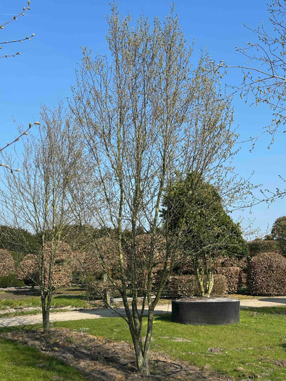 CBQ TREE #030