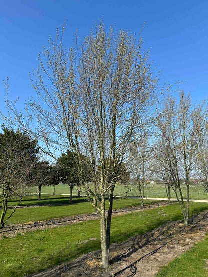 CBQ TREE #032